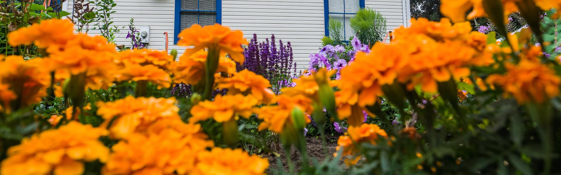 Flower garden