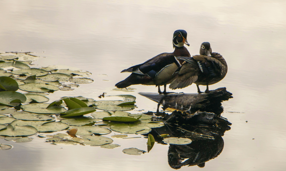 Image of two ducks on a pond with lily pads.