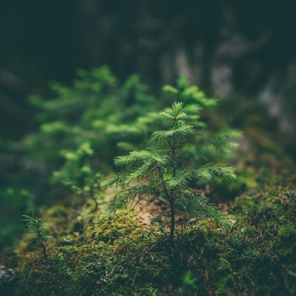 Close up of a tree sapling