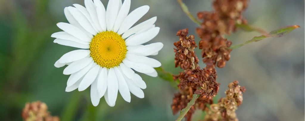 A close-up of a daisy in a field next to tall grass.